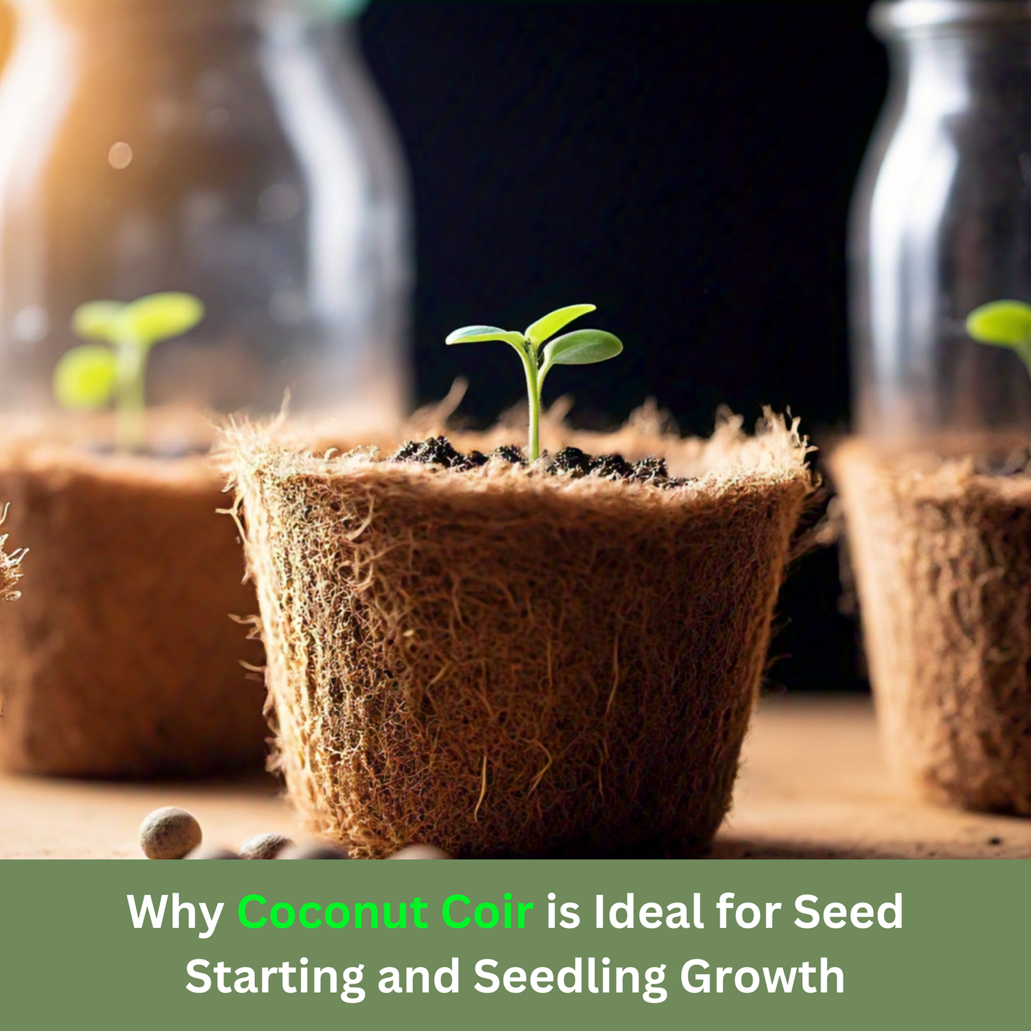 Why Coconut Coir is Ideal for Seed Starting and Seedling Growth