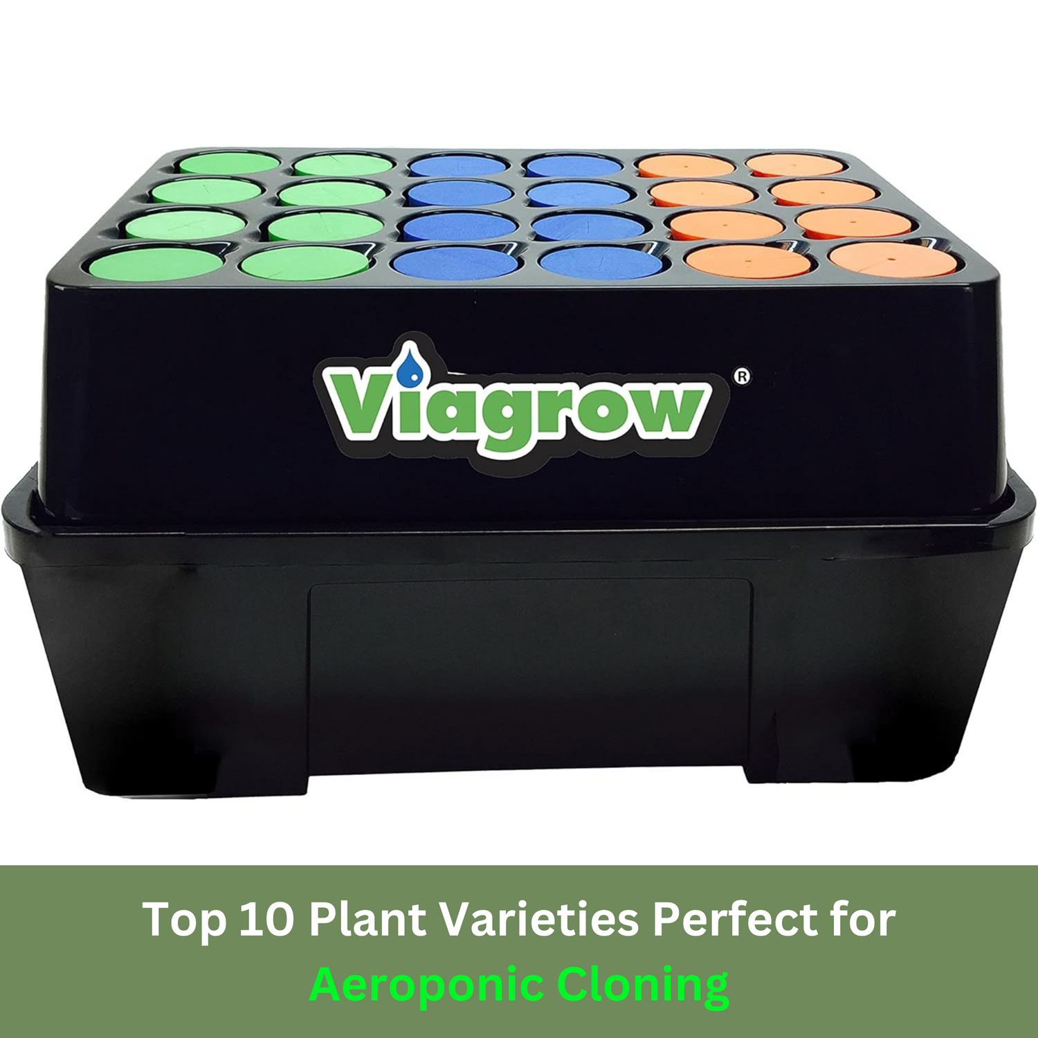 Top 10 Plant Varieties Perfect for Aeroponic Cloning