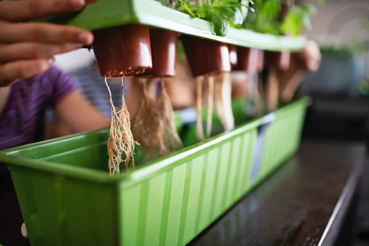 DIY Hydroponic System for Beginners