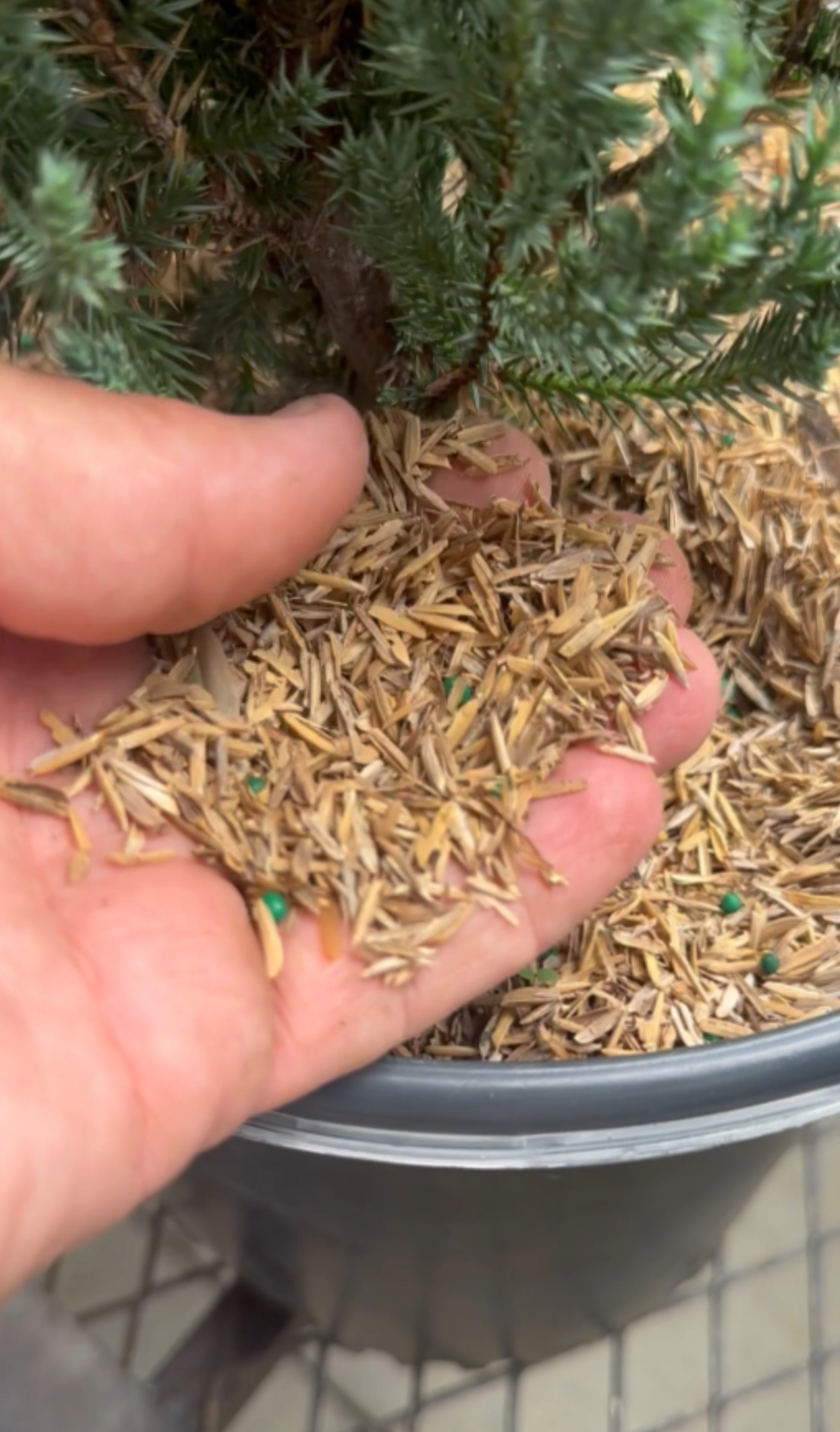 Viagrow 1 cu. ft. (10 lb.) Organic Rice Hulls Soil Amendment (Packs)