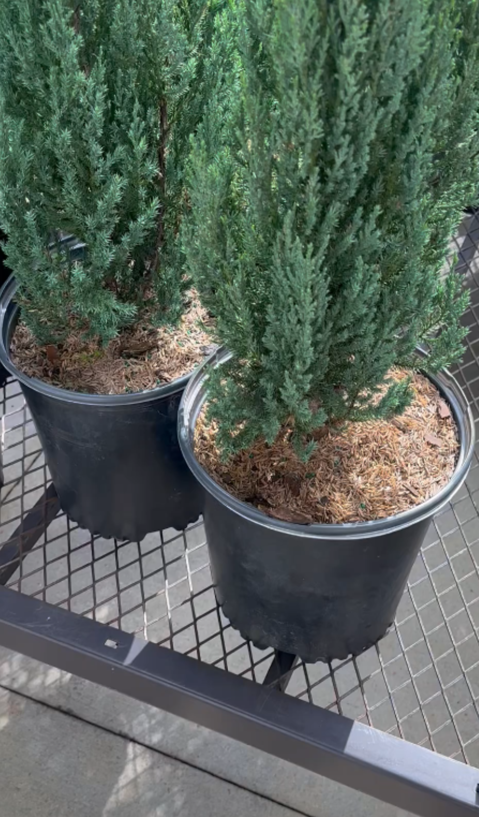 Viagrow 1 cu. ft. (10 lb.) Organic Rice Hulls Soil Amendment (Packs)