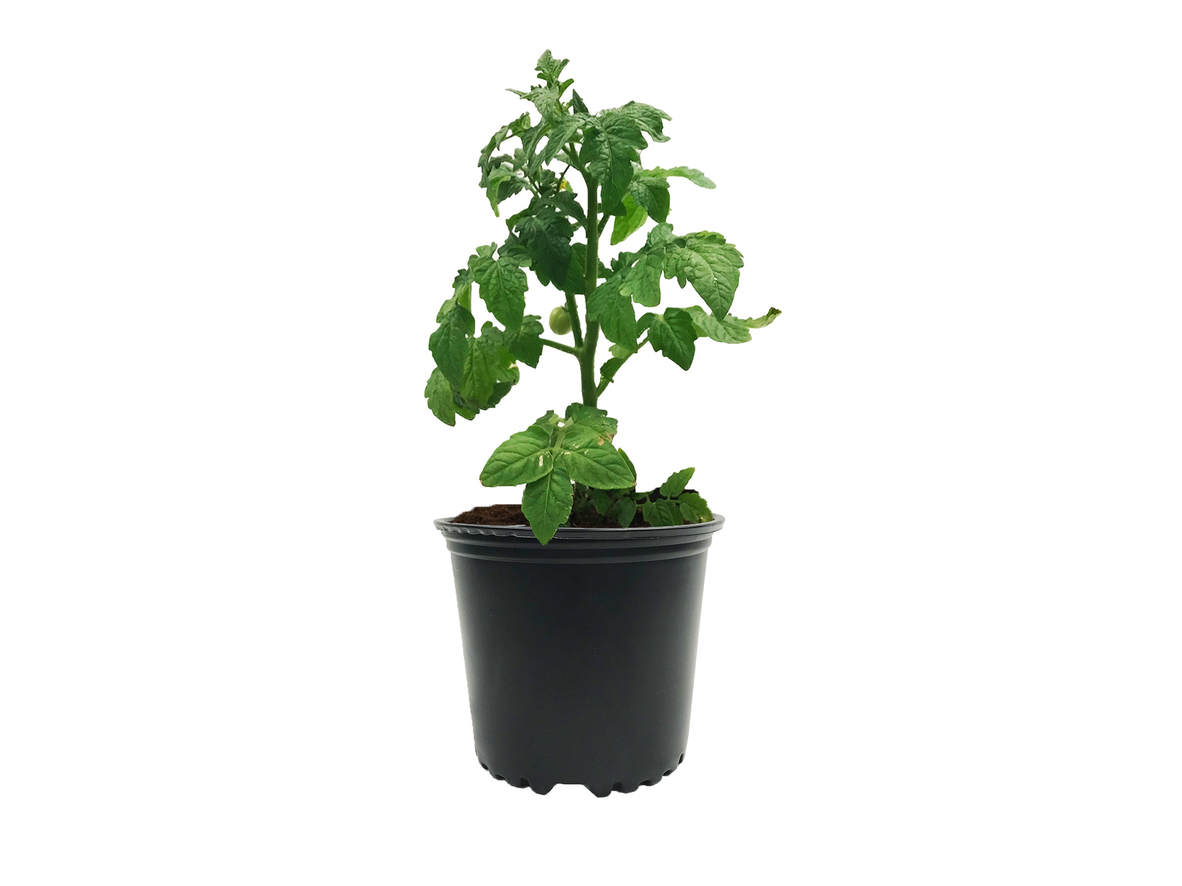 Viagrow 1 gal. Black Indoor/Outdoor Plastic Nursery Pot