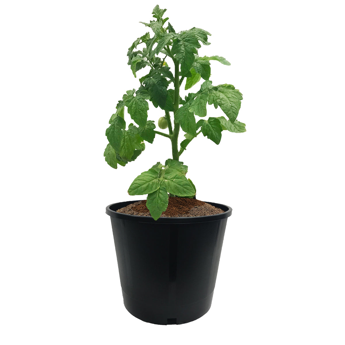 Viagrow 3 gal. 11 in. L x 9.25 in. W x 9.50 in. H Black Indoor/Outdoor Heavy Duty Pot