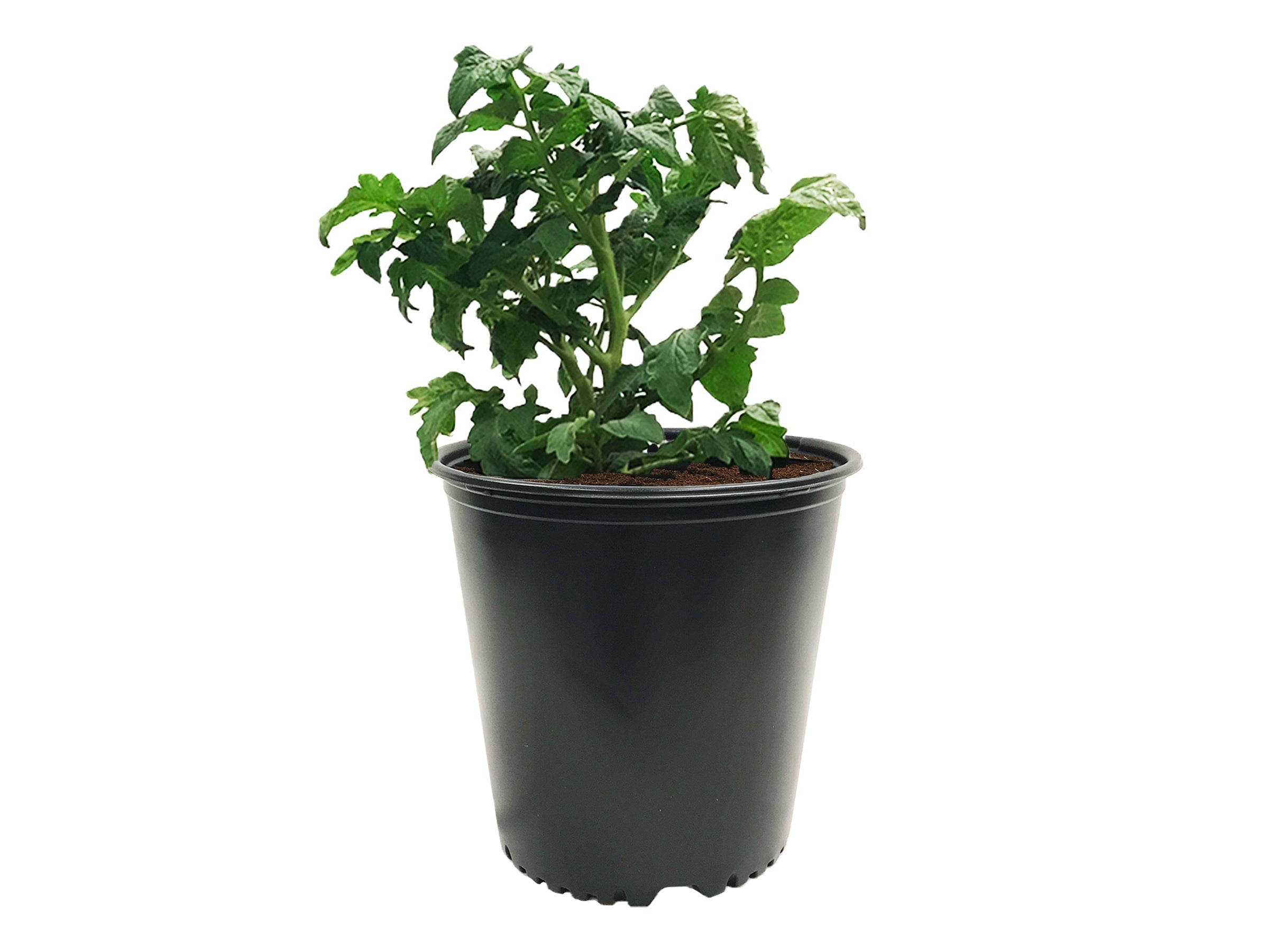Viagrow 5 gal. Black Indoor/Outdoor Plastic Nursery Pot