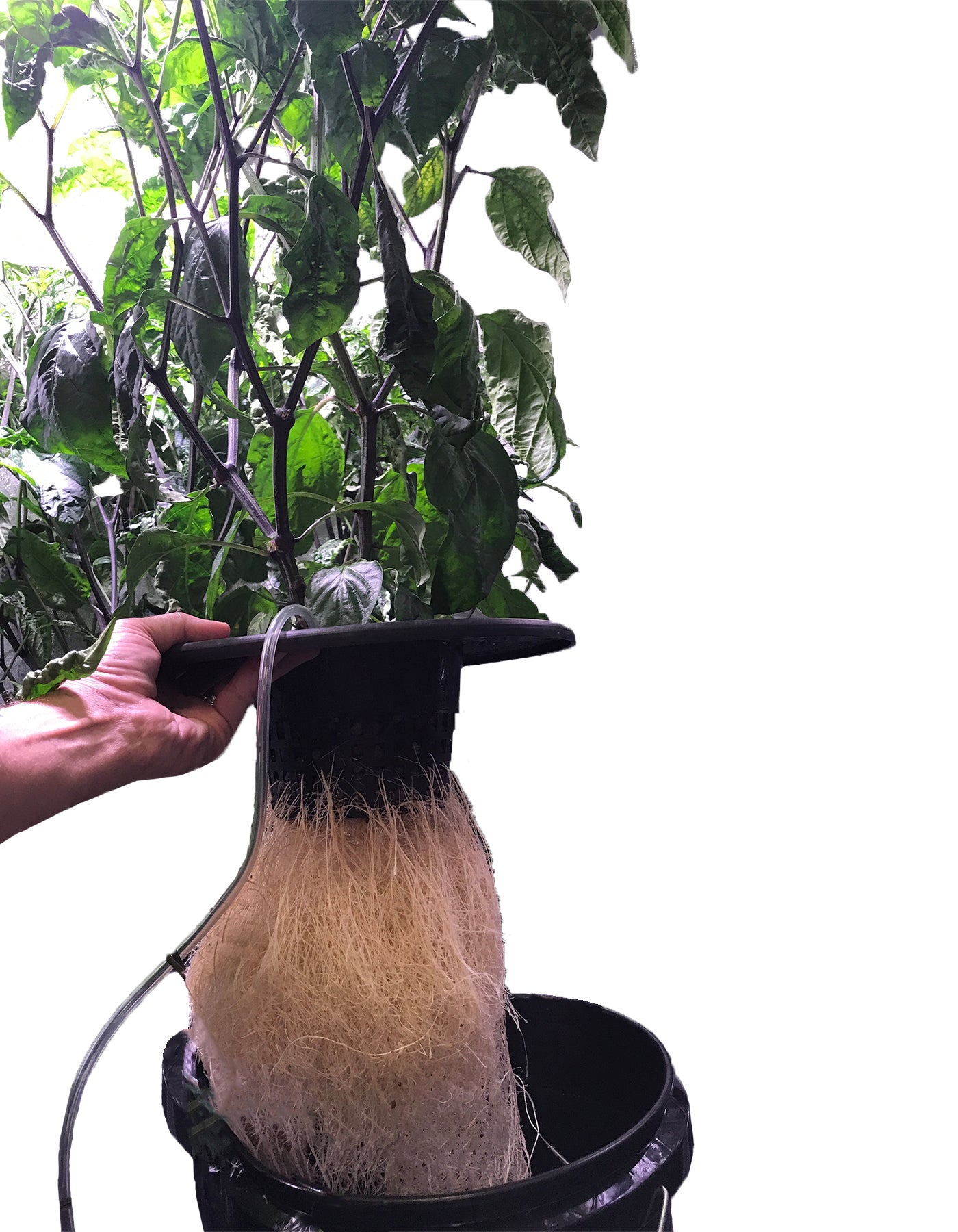 Viagrow 6 in. Mesh Pot Bucket Lid Insert for 3.5 & 5 Gal. Hydroponic Buckets – Black Plastic Net Cup, 6 in. x 4.5 in. Deep (Packs)