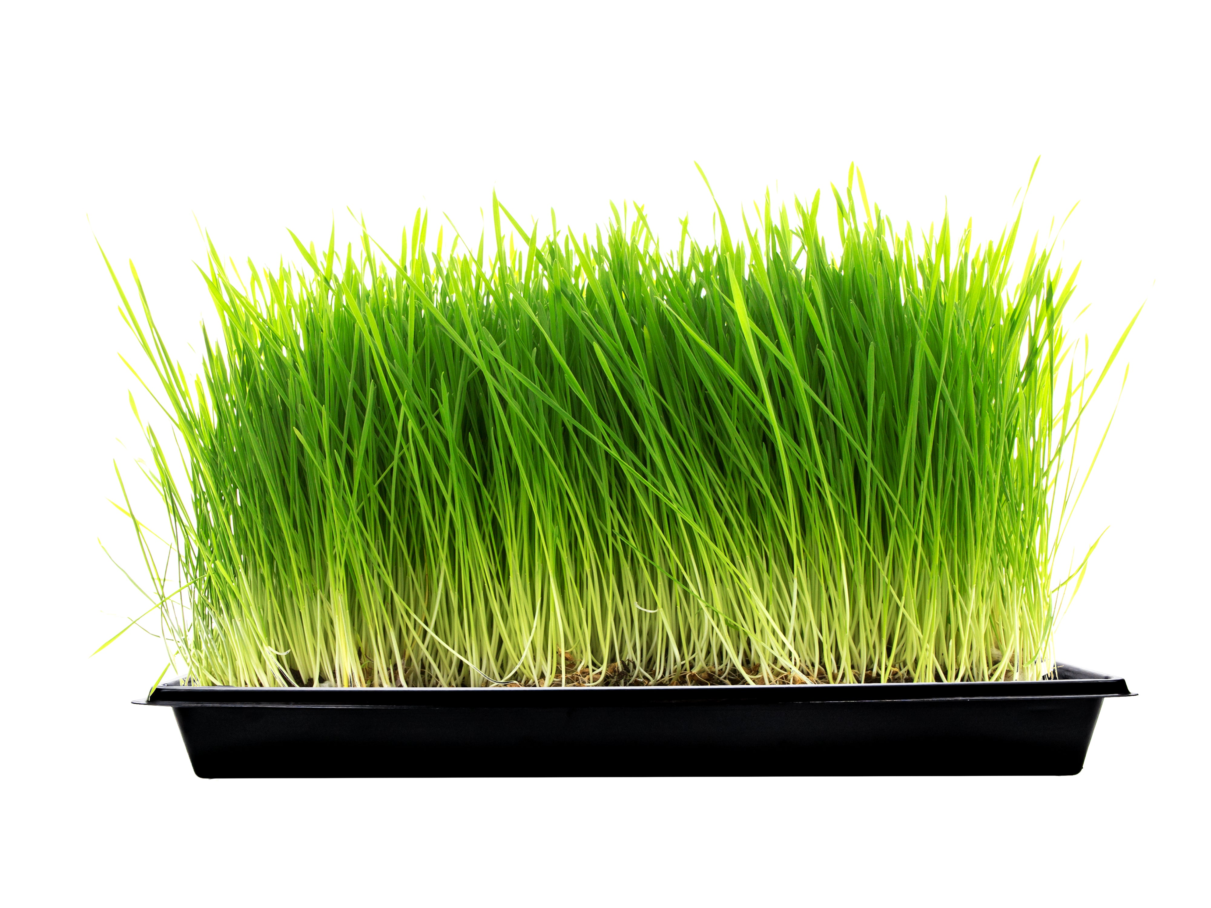 Viagrow 10 in. x 20 in. Black Plastic Seedling Tray Plant Support Planter Accessory with Holes (Case)