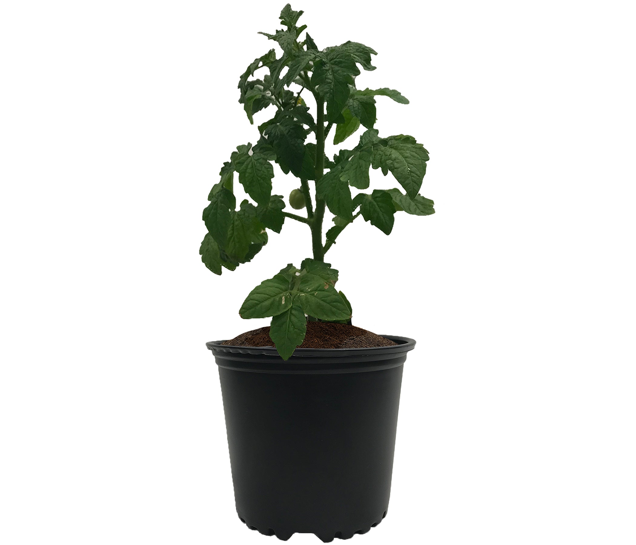 Viagrow 5 kg (11 lb.) OMRI Organic Compressed Coconut Coir Premium Grow Media 220-Pallet