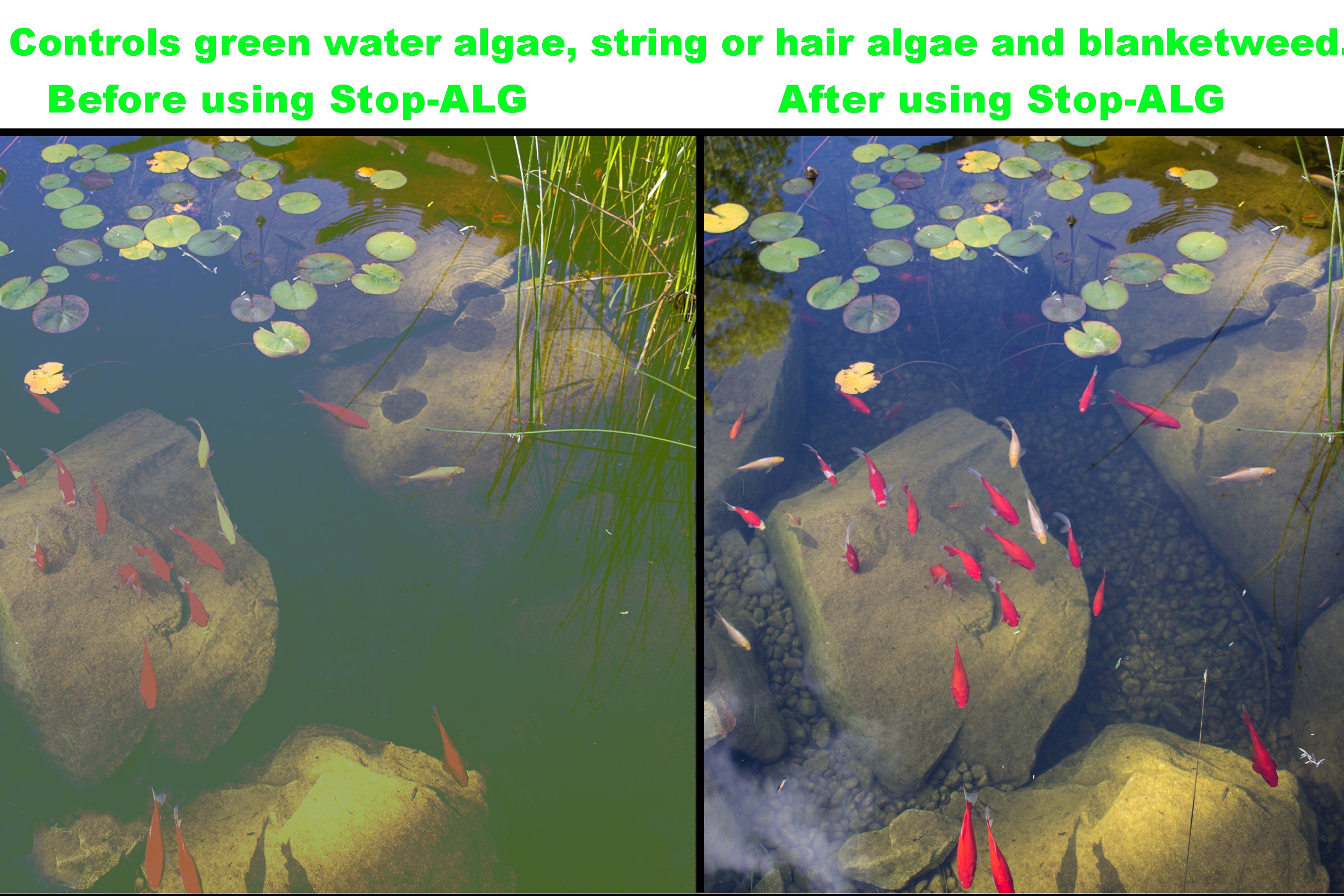 Viagrow 32 oz. STOP-ALG Water Conditioner, Algae Control and Clarifier for Aquariums and Ponds