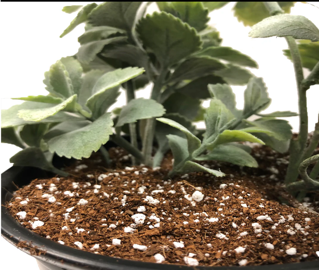 The Benefits of Using Perlite in Your Garden