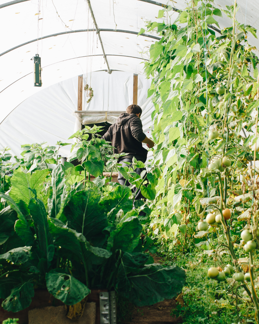 Viagrow vs. Traditional Gardening: What You Need to Know