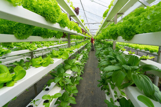 Coconut Coir for Aquaponics: A Sustainable Growing Medium for Plant Cultivation