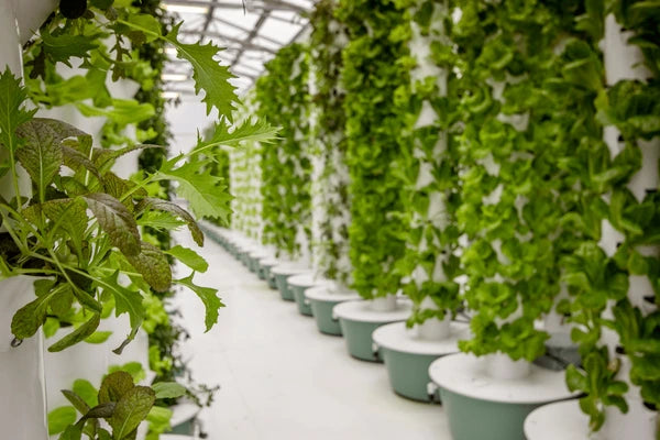 Top 10 Plant Varieties Perfect for Aeroponic Cloning