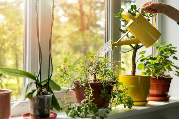 Coconut Coir for Indoor Plants: A Sustainable Growing Medium for Your Green Oasis