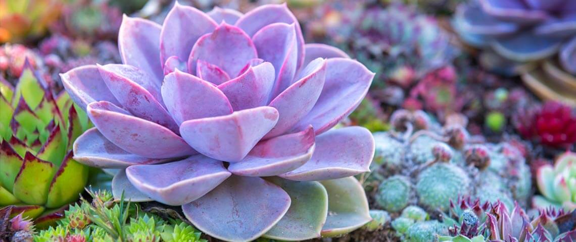 Coconut Coir for Succulents: Creating the Optimal Soil Mix for Your Desert Gems