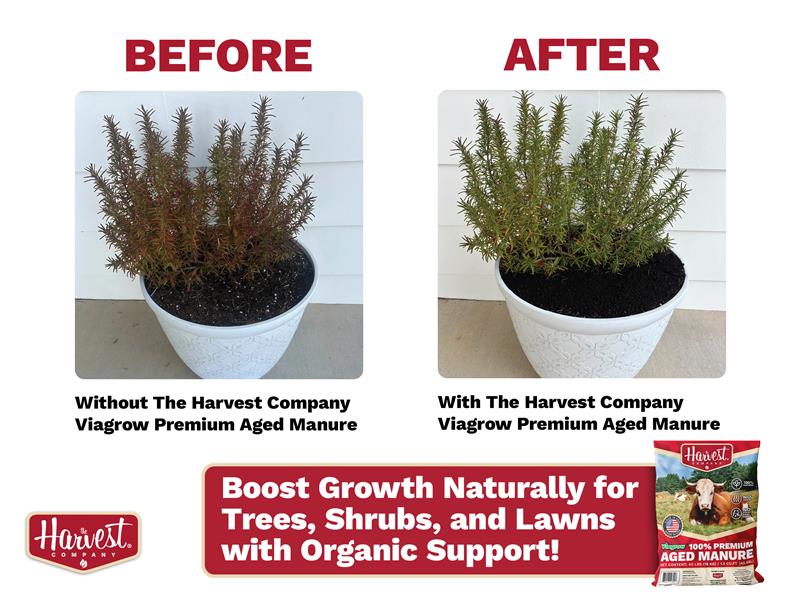 Viagrow 40 lb. 1.5 cu. ft. Organic Cow Manure Soil Amendment Premium Aged Compost (1-Pack) / A Product of The Harvest Company