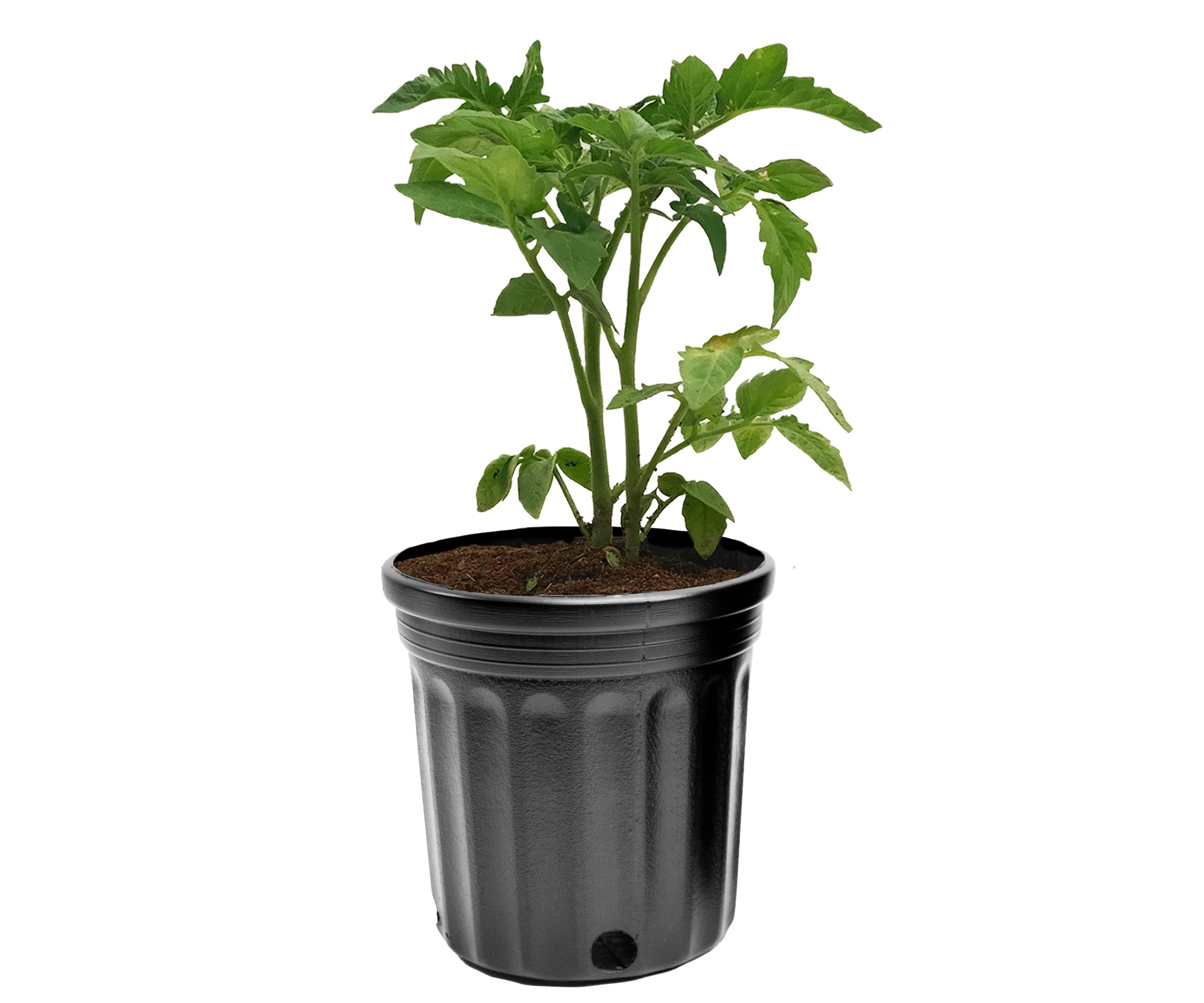 Viagrow 1/2 Gallon Nursery Pot with 8" Saucer