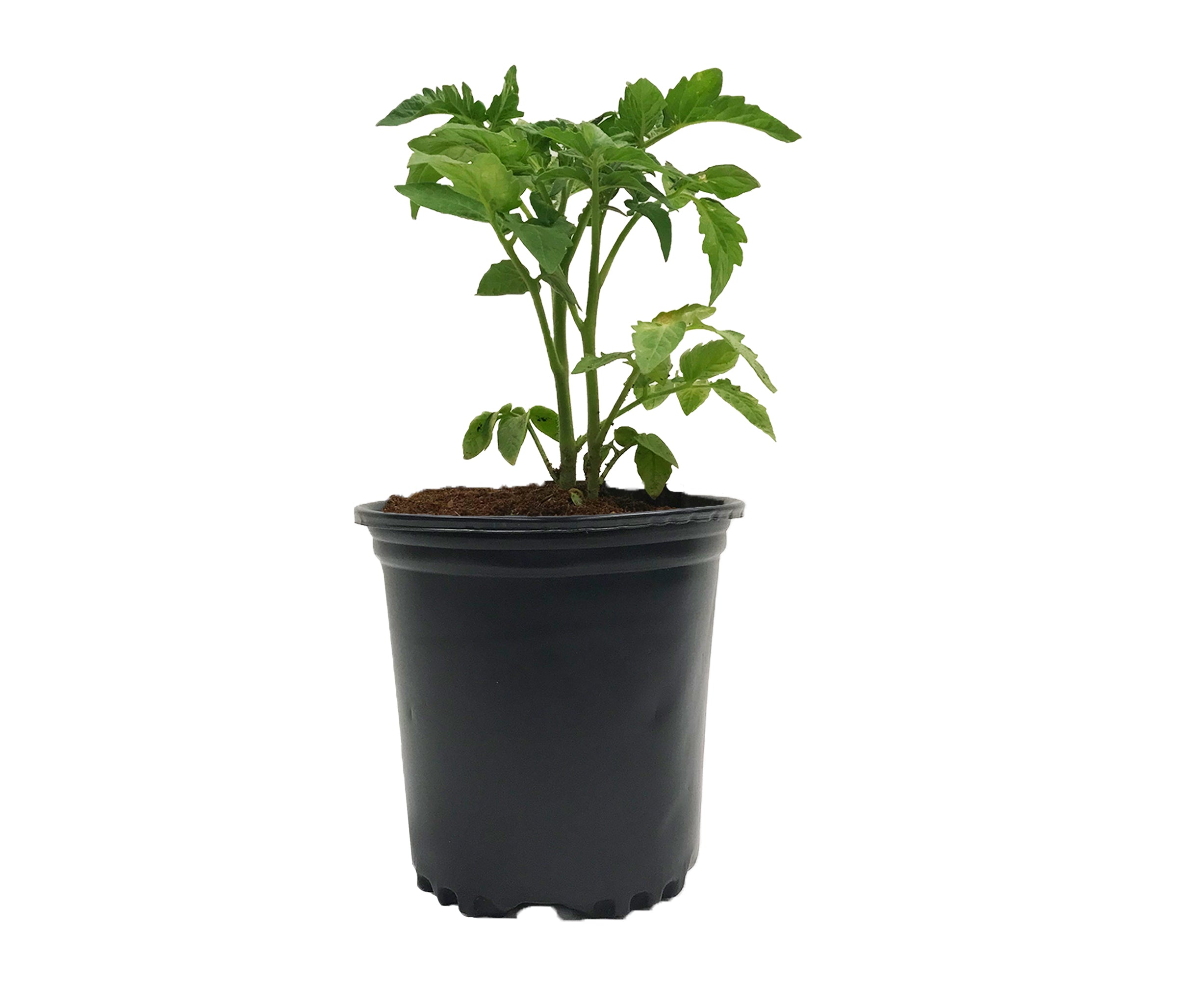 Viagrow 1/2 Gallon Nursery Pot (Per Pack)