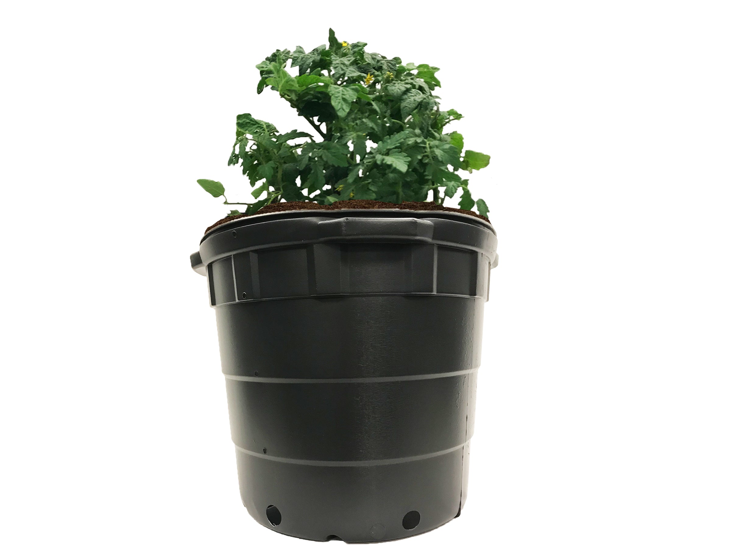 Viagrow 10 gal. Black Indoor/Outdoor Plastic Nursery Pot 