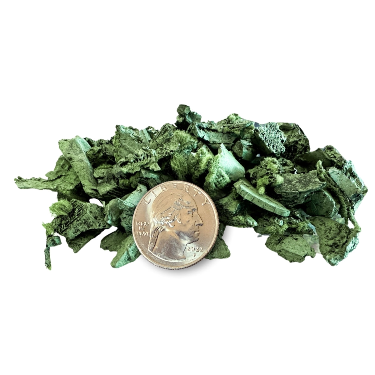 Green leafy substance with a penny for scale on a white background