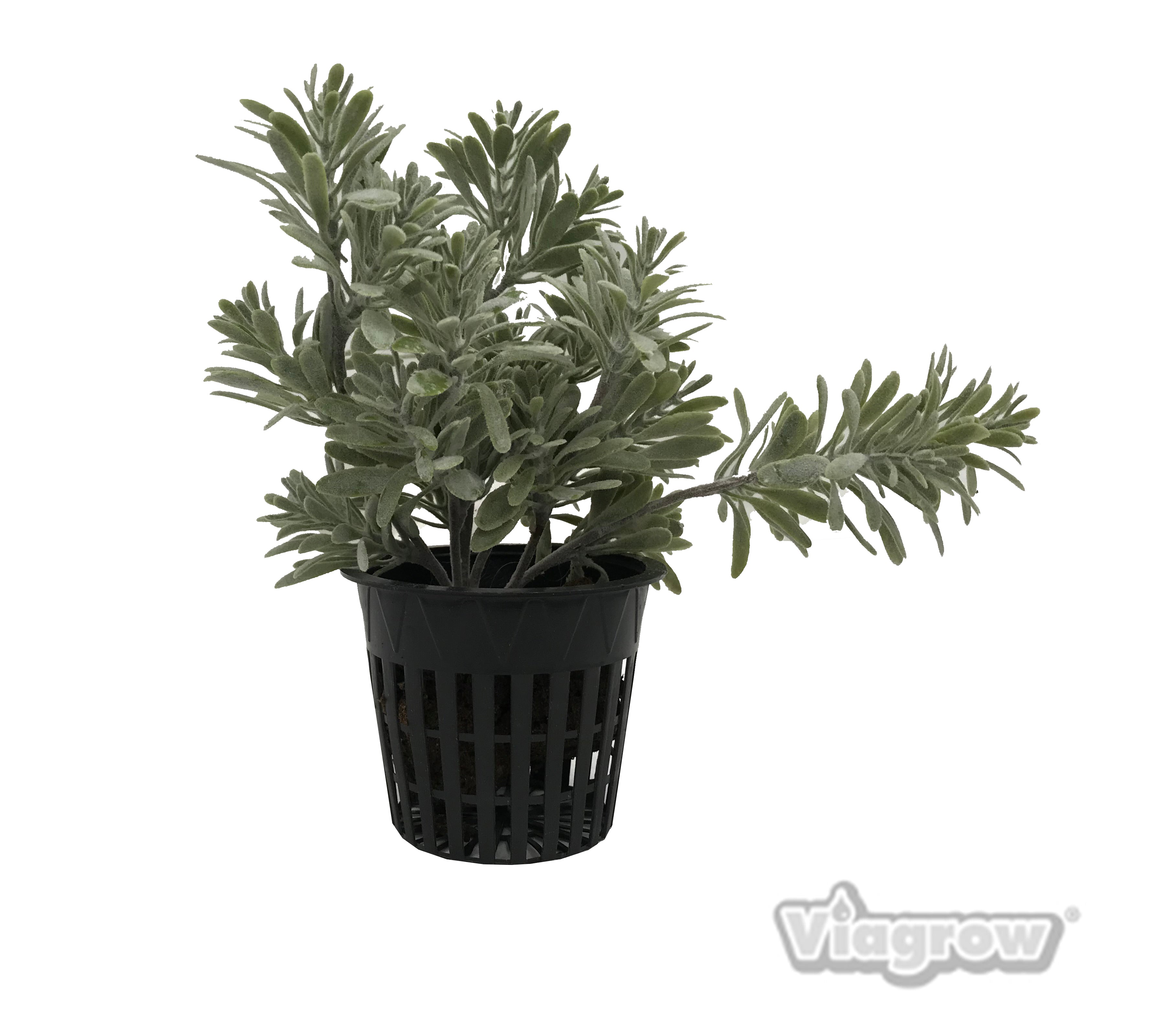 Viagrow 3.75 in. Net Pot, Cantidad por caja de 1250 unidades